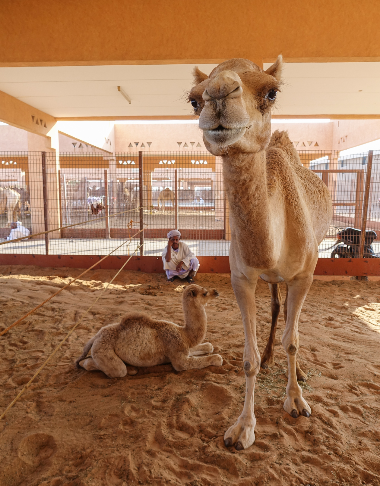 al-ain-0810-kamelenmarkt