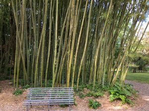 bamboe in de botanische tuin van Pisa