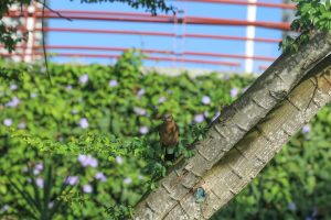 vogel in het groen