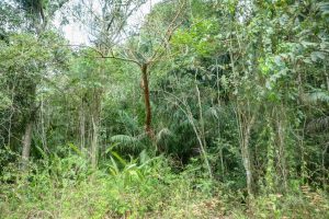 Soberania National Park