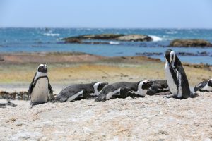 pinguïns