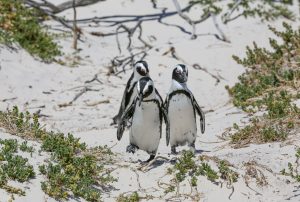 pinguïns