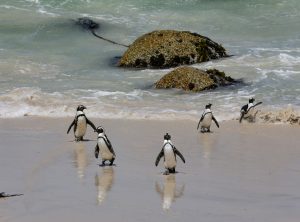 pinguïns uit de zee