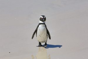 pinguïn