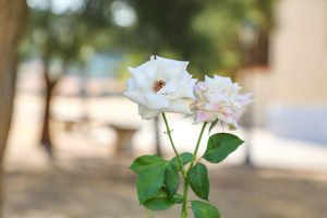 rozen