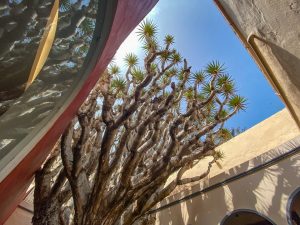 oudste drakenboom van de Canarische Eilanden