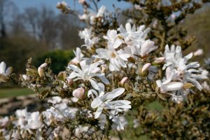 Magnolia stellata