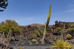 Jardin de Cactus