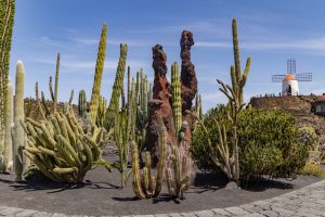 Jardin de Cactus
