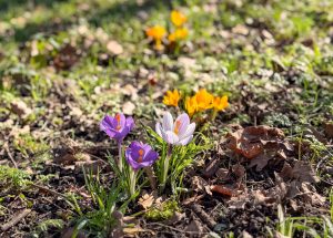 lente