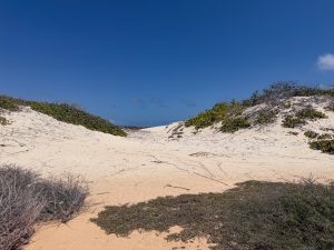 Boca Prins duinen