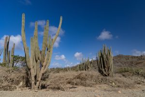 natuur van Aruba