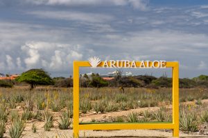 10:10 uur - bezoek aan Aruba Aloe