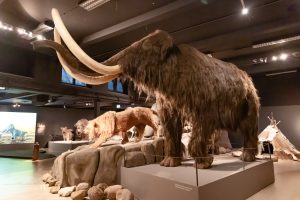 Natuurmuseum Brabant