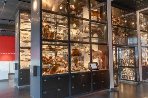Natuurmuseum Brabant